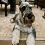 Photo of Ruff And Tumble Dog Salon