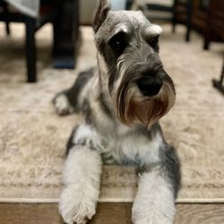 Ruff And Tumble Dog Salon - Looks like a million bucks!