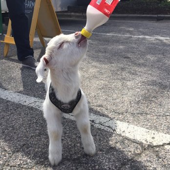 Apex Farmers Market - Darling baby goat - Farmers Market Near Me - Apex, North Carolina Apex Farmers Market - Darling baby goat - Farmers Market Near Me - Apex, North Carolina