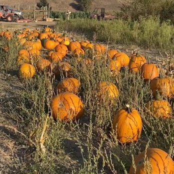 Zeller’s Farms - a dog in a field of pumpkins - Fruits & Veggies Near Me - Lompoc, California Zeller’s Farms - a dog in a field of pumpkins - Fruits & Veggies Near Me - Lompoc, California