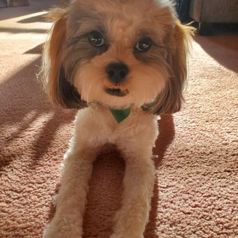 My loyal Friend - Theresa from My Loyal Friend is someone I trust with my dog. Look at my baby, he looks like a rockstar. - Pet Groomers Near Me