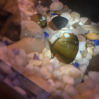 Lil Pals' Pet World - The night of purchase. Small snail is the dead one. - Pet Stores Near Me - Hollister, California Lil Pals' Pet World - The night of purchase. Small snail is the dead one. - Pet Stores Near Me - Hollister, California