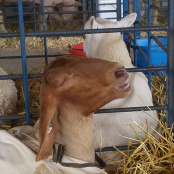Washington County Fair - Local Flavor Near Me - Richmond, Rhode Island Washington County Fair - Local Flavor Near Me - Richmond, Rhode Island