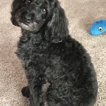 Paws ‘N’ Suds - Pet Groomers Near Me - Summerfield, Florida