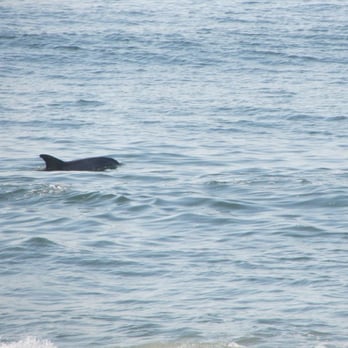 Dolphin Realty - Property Management Near Me - Hatteras, North Carolina Dolphin Realty - Property Management Near Me - Hatteras, North Carolina