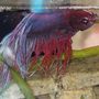 Photo of Aquarium Pro