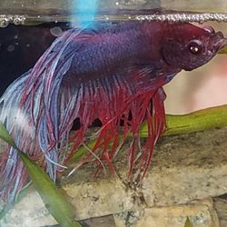 Aquarium Pro - This my first beta, has beautiful colors.