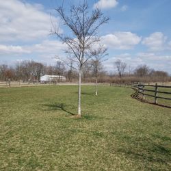 clow stephens community park - Dog park section