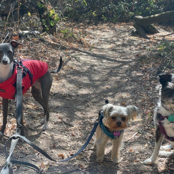 Oakland Pet Care - Small dog pack out on a trail walk. - Pet Sitting Near Me - Oakland, California Oakland Pet Care - Small dog pack out on a trail walk. - Pet Sitting Near Me - Oakland, California