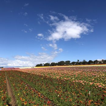 The Flower Fields - Venues & Event Spaces Near Me - Carlsbad, California