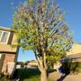 Hyperion Tree Service
