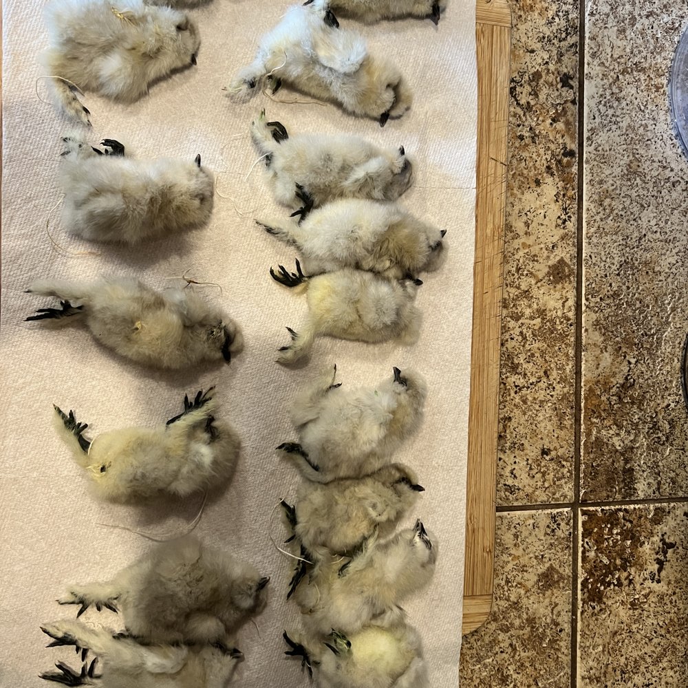 Cackle Hatchery® - All 16 birds that were dead on arrival. - Bird Shops Near Me - Lebanon, Missouri Cackle Hatchery® - All 16 birds that were dead on arrival. - Bird Shops Near Me - Lebanon, Missouri