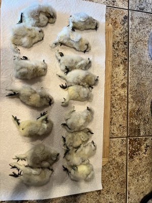 Cackle Hatchery® by null