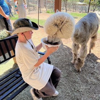 Canzelle Alpacas - My great-nephew got to be Karen's helper. - Farms Near Me - Carpinteria, California