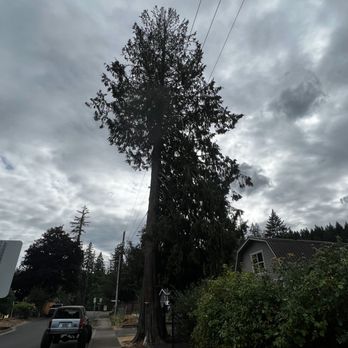 Sutherland Tree Specialist - Tree Services Near Me Sutherland Tree Specialist - Tree Services Near Me