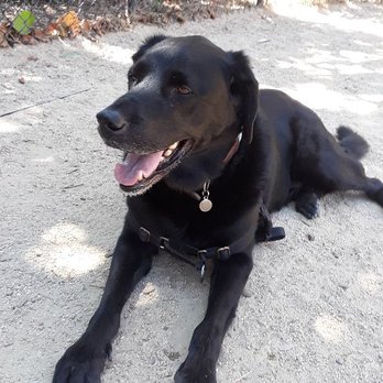 Dog Gone Walkin - Stewie resting after a good romp! - Dog Walkers Near Me