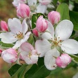 Apple Blossom Dentistry - Logo