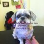 Photo of Dapper Dog