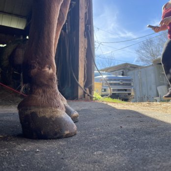 CK Farrier - Farriers Near Me
