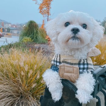Hawks Prairie Veterinary Hospital - Riley ready to travel! - Veterinarians Near Me - Lacey, Washington Hawks Prairie Veterinary Hospital - Riley ready to travel! - Veterinarians Near Me - Lacey, Washington