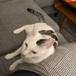 Cat Cat
