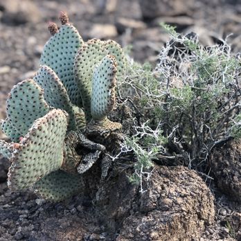 Amargosa Trail - A beautiful cactus found along the bike - Hiking Near Me - Henderson, Nevada Amargosa Trail - A beautiful cactus found along the bike - Hiking Near Me - Henderson, Nevada