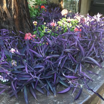 Romeo Vineyards & Cellars - Purple!!!! - Wineries Near Me - Calistoga, California Romeo Vineyards & Cellars - Purple!!!! - Wineries Near Me - Calistoga, California