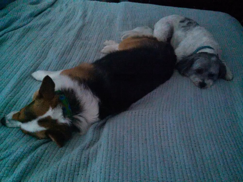 DOG GONE PRETTY Updated June 2024 14 Reviews 5371 Fm 3097, Rockwall, Texas Pet Groomers