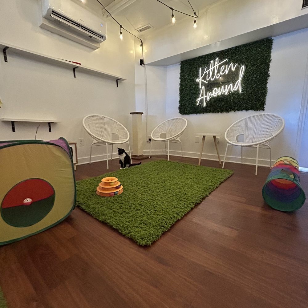 Kitten Around Cat Lounge - a cat in a kitty house - Themed Cafes Near Me - Carthage, North Carolina