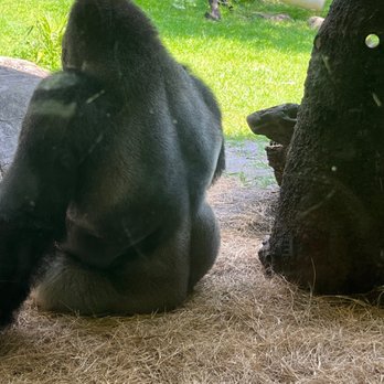 Myombe Reserve - As he eats, his back is to us. Privacy, PLEASE! - Zoos Near Me - Tampa, Florida Myombe Reserve - As he eats, his back is to us. Privacy, PLEASE! - Zoos Near Me - Tampa, Florida