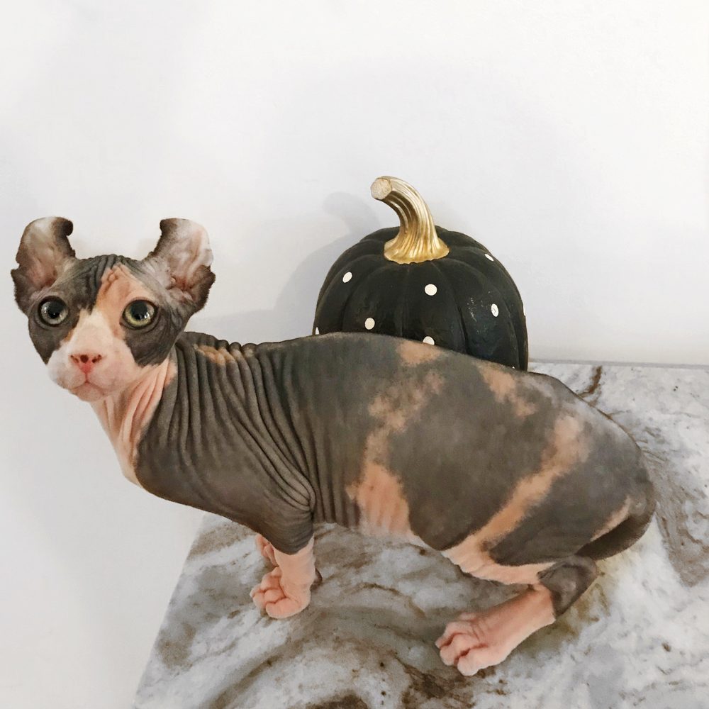 Peach Fuzz Sphynx - Pet Adoption Near Me Peach Fuzz Sphynx - Pet Adoption Near Me