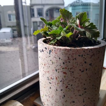 Clement Nursery - Organic catnip ($4.75) and a cute little planter ($20 - but they have plenty of cheaper pots) - Nurseries & Gardening Near Me - San Francisco, California