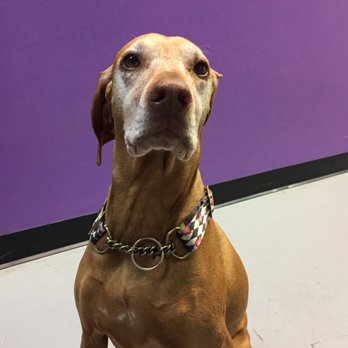 Pawparazzi Pet Resort - Pet Training Near Me - Los Angeles, California