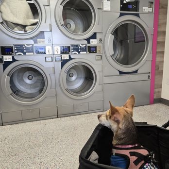 LaundroLab - Jasmine friendly - A small dog in a stroller is positioned in front of a row of commercial washing machines in a laundromat. - Laundromat Near Me - Mesa, Arizona