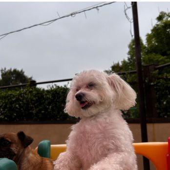 Happy Dog Resort - The littles on the playground. - Pet Training Near Me - Redlands, California
