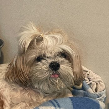 Royal Paws Pet Spa - before picture - she needed a lot of work to be done! - Pet Groomers Near Me - Plantation, Florida Royal Paws Pet Spa - before picture - she needed a lot of work to be done! - Pet Groomers Near Me - Plantation, Florida
