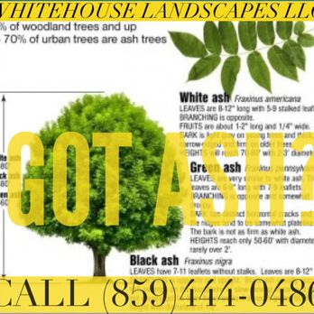 WhiteHouse landscapes - a picture of a tree with green leaves - Tree Services Near Me - Florence, Kentucky WhiteHouse landscapes - a picture of a tree with green leaves - Tree Services Near Me - Florence, Kentucky