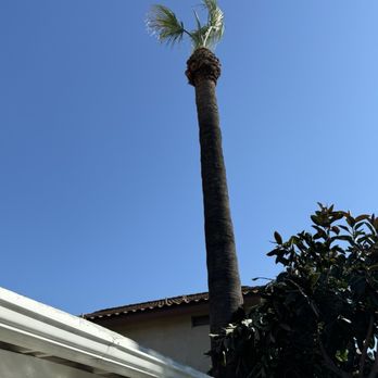 A's Tree Service - Tree Services Near Me - Placentia, California A's Tree Service - Tree Services Near Me - Placentia, California