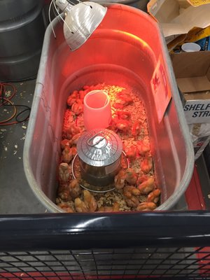 TRACTOR SUPPLY - Updated January 2025 - 5310 Troy Hwy, Montgomery