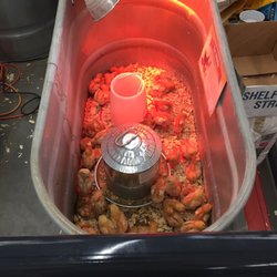 Tractor Supply - There's usually a good selection of chicks. August 2017