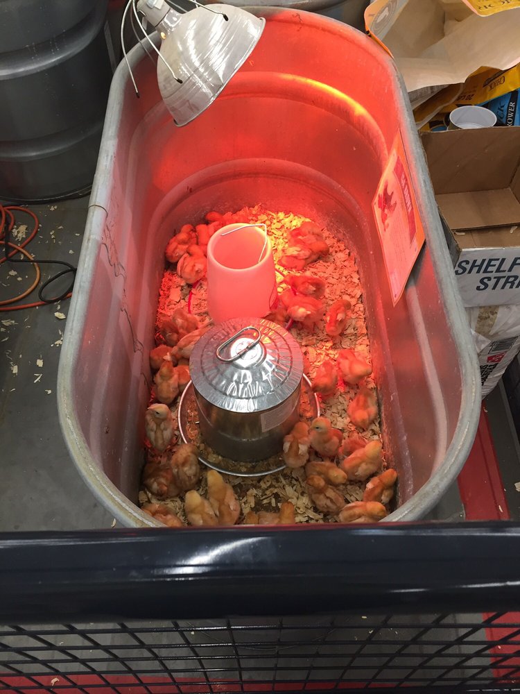 TRACTOR SUPPLY Updated September 2024 5310 Troy Hwy, Montgomery