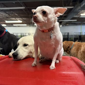 Puppy Playground - Pet Sitting Near Me - Indianapolis, Indiana