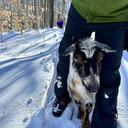 Tinney's Tavern - Into The Woods Farm Goat Adventure