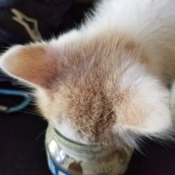 Calaveras Veterinary Clinic - Donut loves turkey baby food. - Veterinarians Near Me - San Andreas, California Calaveras Veterinary Clinic - Donut loves turkey baby food. - Veterinarians Near Me - San Andreas, California