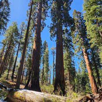 Calaveras Big Trees State Park - Parks Near Me - Arnold, California