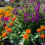 Photo of Graf's Garden Shop, Landscape & Farm Market