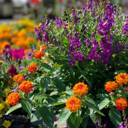 Graf's Garden Shop, Landscape & Farm Market - Summer porch pots