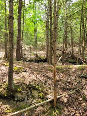 Catskill Mountain Railroad by null
