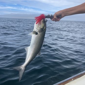 Beth Ann Charters - Another bluefish. We released 10 of them. - Fishing Near Me - Provincetown, Massachusetts