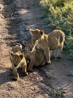 Africa Adventure Consultants by null